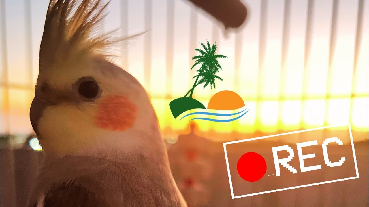 Atardecer comiendo con Coco 🐦☺️ 