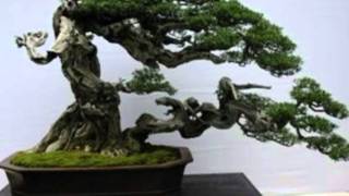 Os bonsais mais lindos, verdadeiras esculturas naturais!