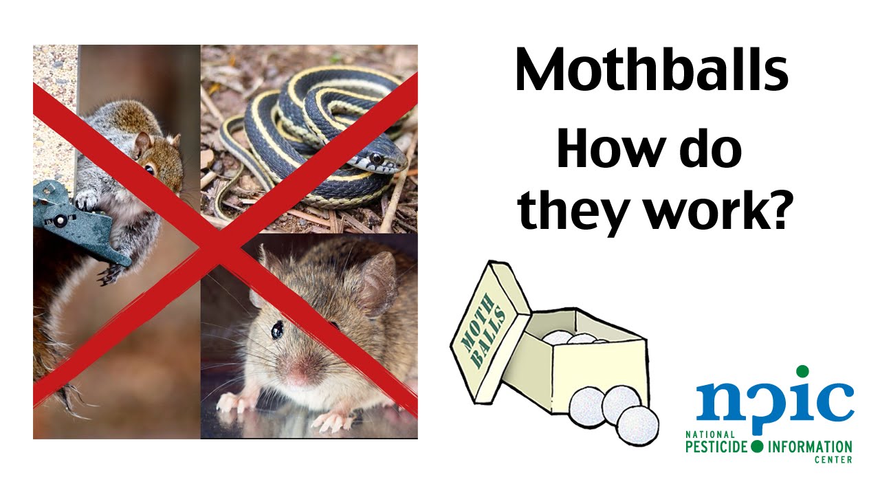 How To Use Mothballs to Control Moths