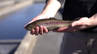 The Pequest Trout Hatchery’s 40th Anniversary