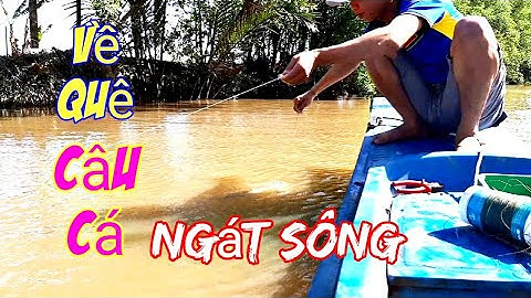 Câu Cá Ngát Sông Mồi Trùng Biển Sẽ Như Thế Nào ,Thiện Vũ Channel