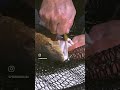 ⚡ Redfish CRUSHING the Ahi Live Deception Spoon! ⚡