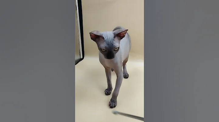 Video 5655081: mink sphynx, sphynx kitten black, sphynx male kitten, rare sphynx, eyed sphynx, purebred kitties