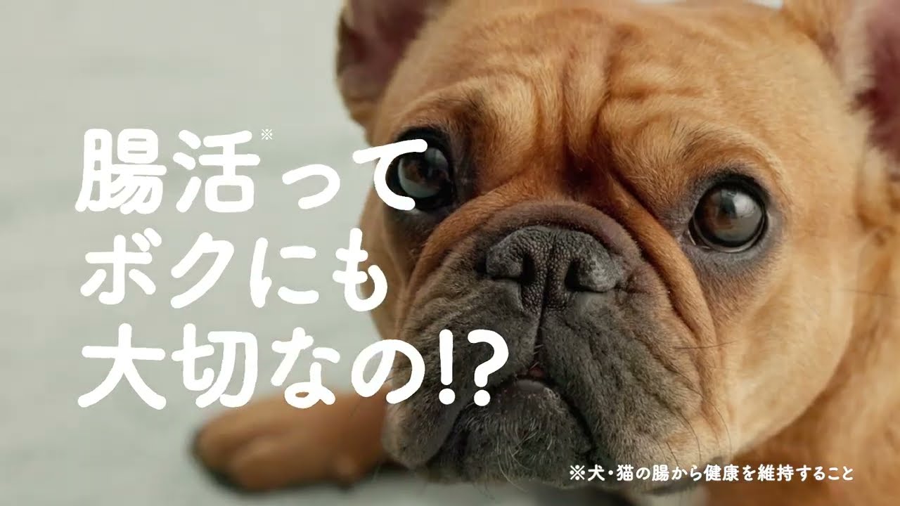 わんビオフェルミンS｜ビオフェルミン｜公式ブランドサイト｜大正製薬