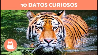 10 CURIOSIDADES sobre el TIGRE que no conocías