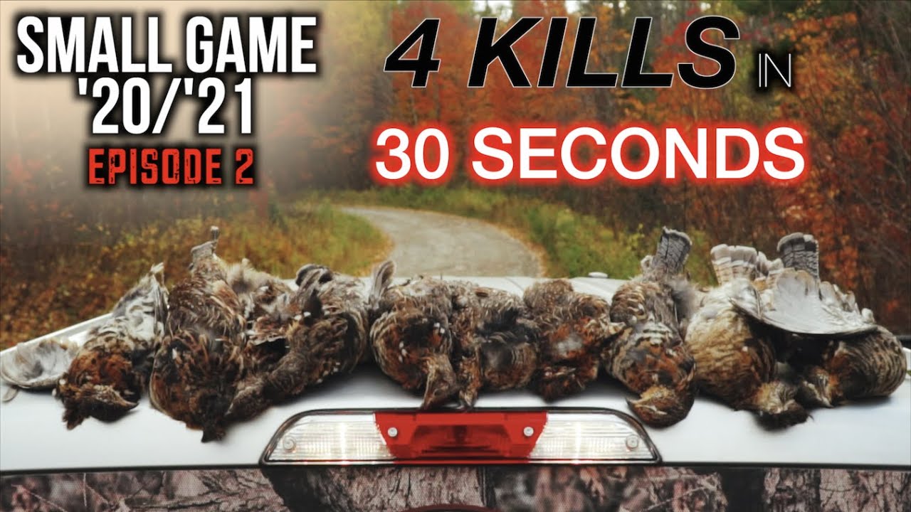 MAINE GROUSE HUNTING | 2 Limits, 10 birds down!