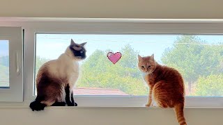 Their First Windowside Date