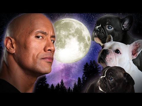 Videó: Pet Scoop: „The Rock” kiskutyákat takarít meg a medencéből, Cop mászik a cicaért