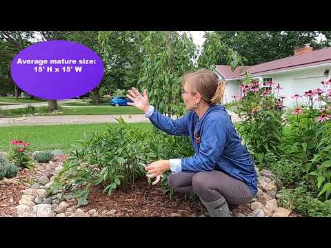 Video: Weeping Crabapple Care - Hoe een Louisa Crabapple in het landschap te laten groeien