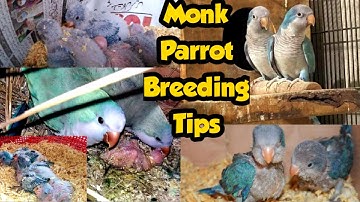 Monk Parrot Breeding aviary and Breeding Tips/ Monk parrot nesting/ Quaker Parrot Price