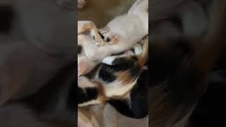 Cats and kittens napping together #puspins #cats #kitties #catsleeping