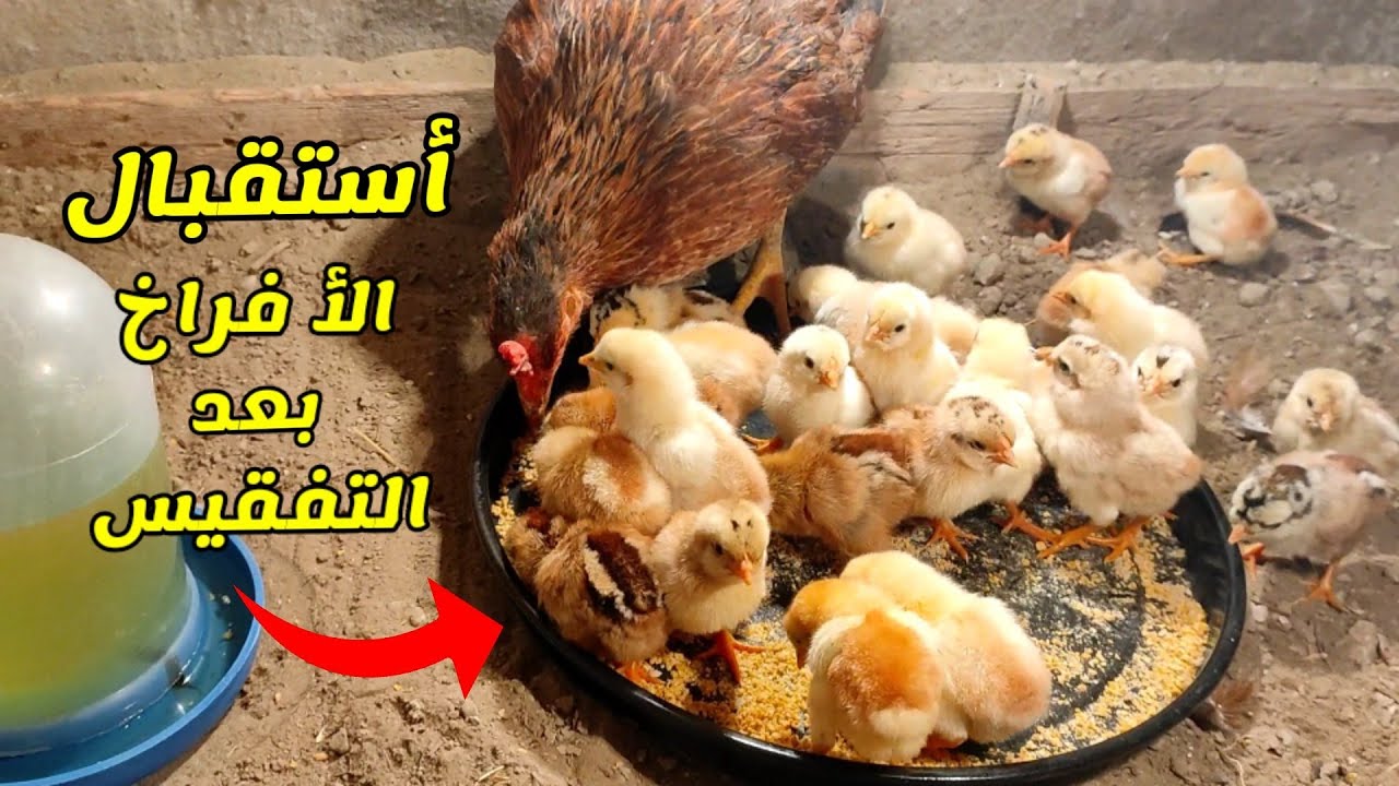 الطريقة الصحيحة لأستقبال الكتاكيت بعد التفقيس 🐣 طبگت افراخ دجاجتين شوفو العدد 🥰