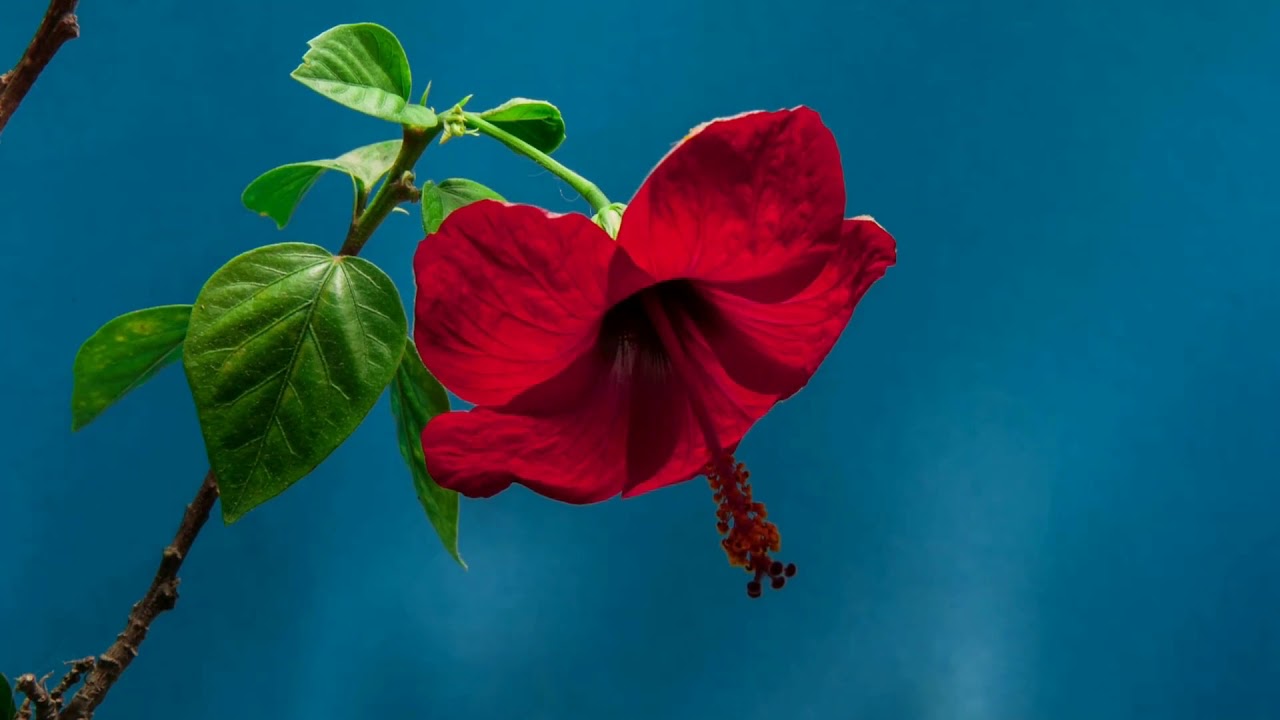 Сергей Чибисов \"Ты тот кого избрал Я\" - YouTube