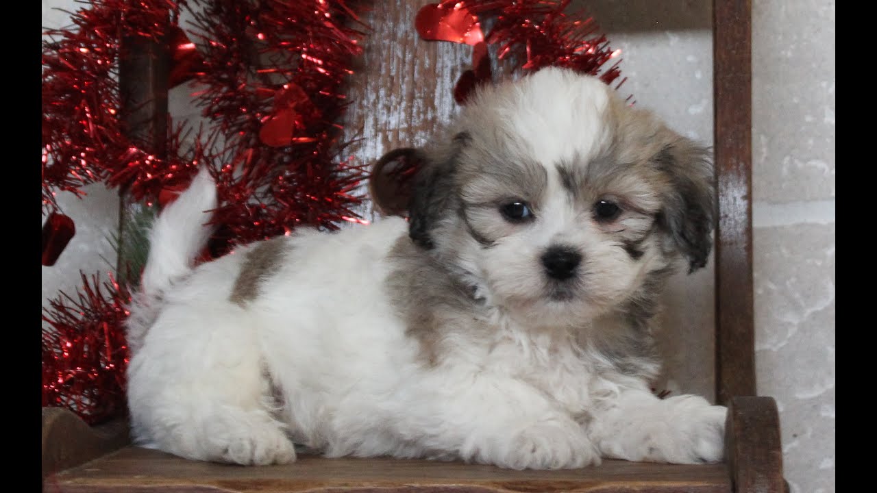 Shichon Puppies for Sale - YouTube