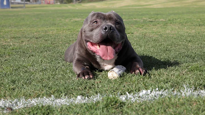 EXCALIBUR THE $63,000.00 DOG - AMERICAN BULLY KENN...