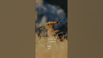 #ماهر_المعيقلي #رعد_الكردي #عبدالرحمن_مسعد #هزاع_البلوشي #تلاوات #القرآن_الكريم #