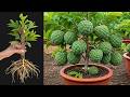 Unique Technique: Grafting Sugar Apple Tree Cutting Faster With Aloe Vera