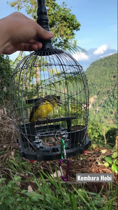 Burung Bara Api #Pikat