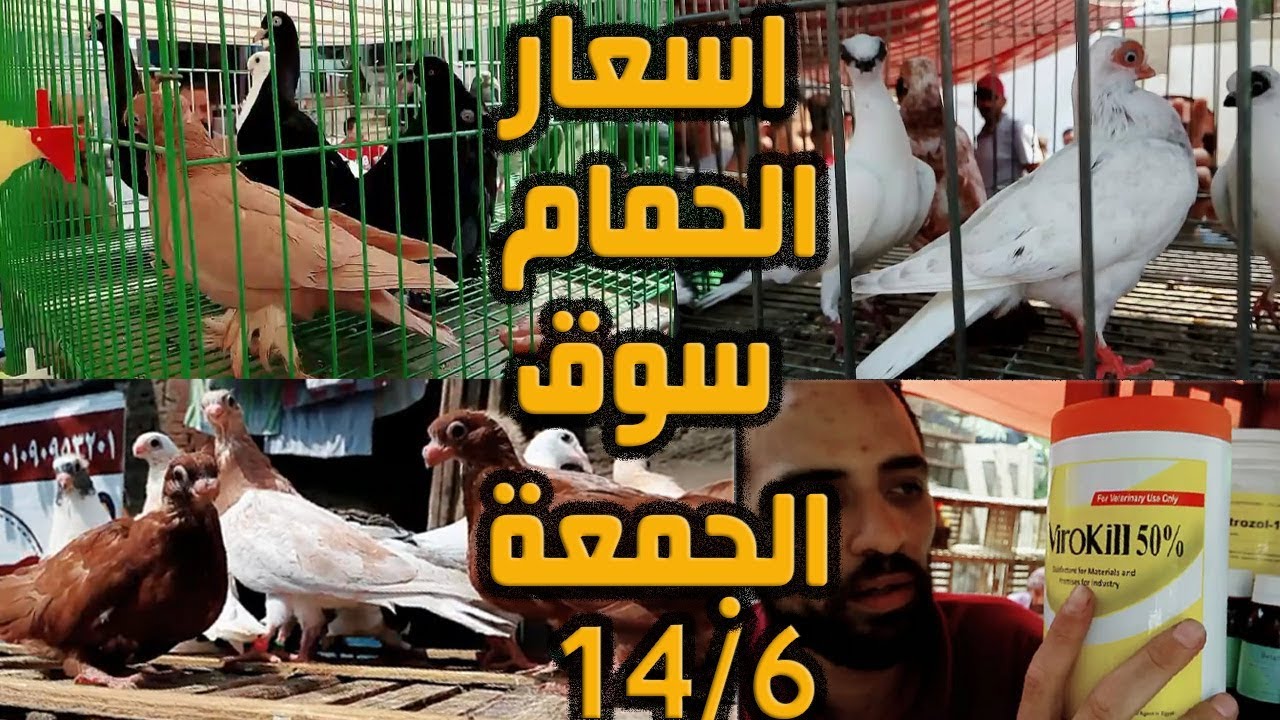 جولة سوق الجمعة بالسيدة عائشة -  اسعار حمام وكلفة و شرح الأدوية بالتفصيل