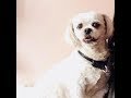 How to Properly Take Care of a Dog How to Properly Take Care of a Dog
