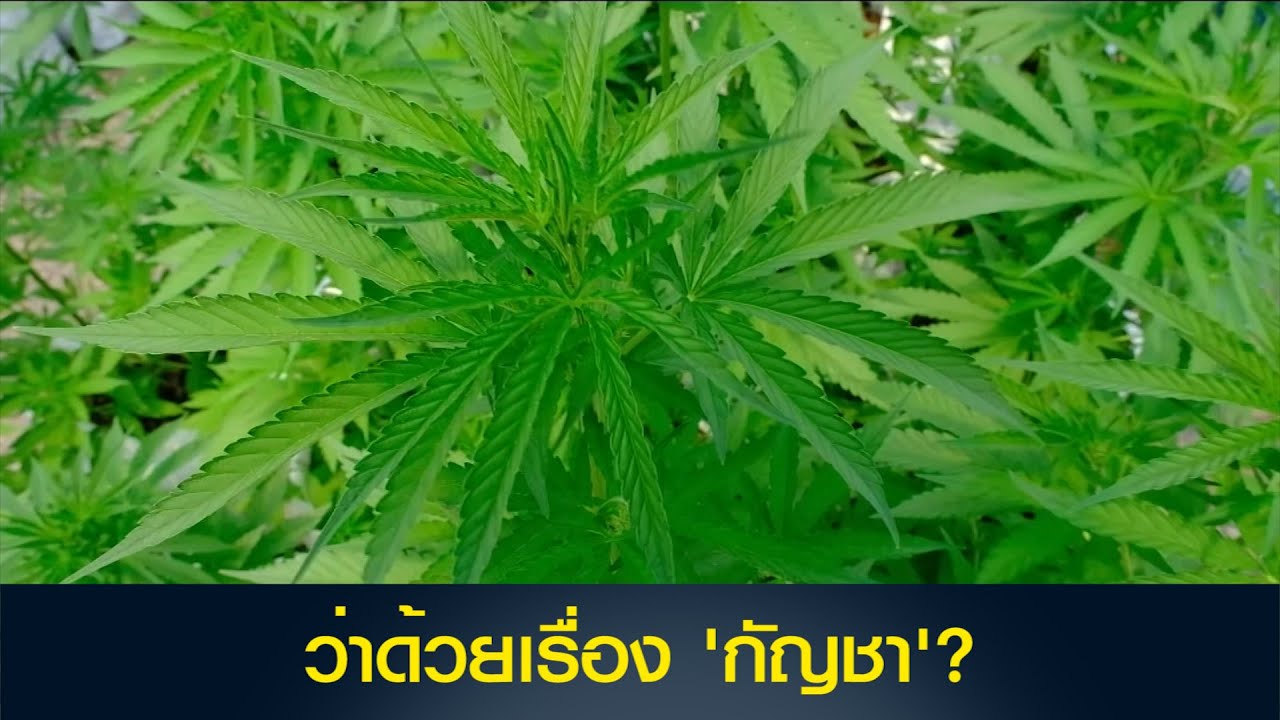 ว่าด้วยเรื่อง 'กัญชา'?