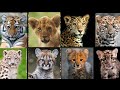 All Big Cat Cubs Sound - Tiger Cub VS Lion Cub VS Jaguar Cub
