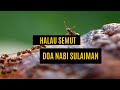 Prophet Sulaiman&#39;s Prayer Drives Away Ants 1 Hour | Doa Nabi Sulaiman Halau Semut 1 Jam