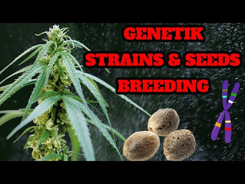 Genetik, Breeding, Samen, Landrassen und Phänotypen