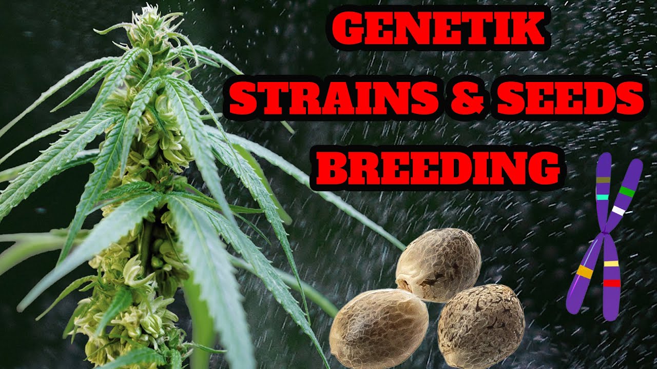 🌱 Genetik, Breeding, Samen, Landrassen, Phänotyp & mehr 🌱 Auf dem Weg zum Breeding: Teil 1