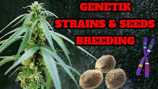 🌱 Genetics, breeding, seeds, landraces, phenotype & more 🌱 On the way to breeding: Part 1