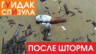 Как собирают песчанку после шторма. Гуидак, спизула. Geoduck shell