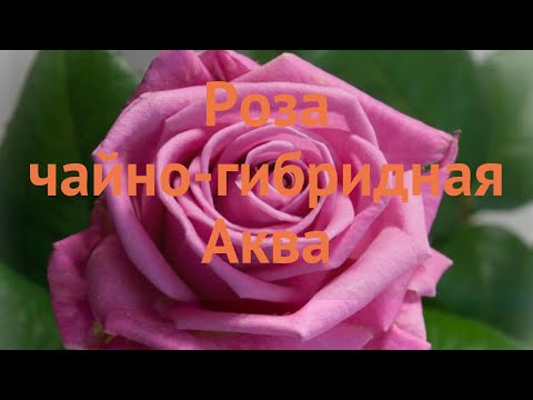Роза чайно-гибридная Аква (aqua) 🌿 чайно-гибридная роза Аква обзор: как сажать, саженцы розы Аква