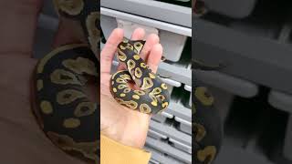 Blackhead het DG pos het clown #ballpython #snake #fyp #pets #reels