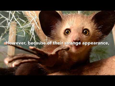 Save the Aye