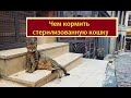 Чем кормить стерилизованную кошку