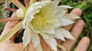 Soehrensia arboricola aka Trichocereus arboricola