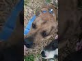Jennings video