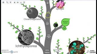 One Zoom Tree of Life Tutorial