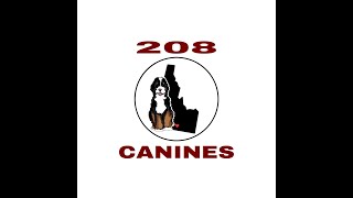 Bernedoodle puppies for sale!