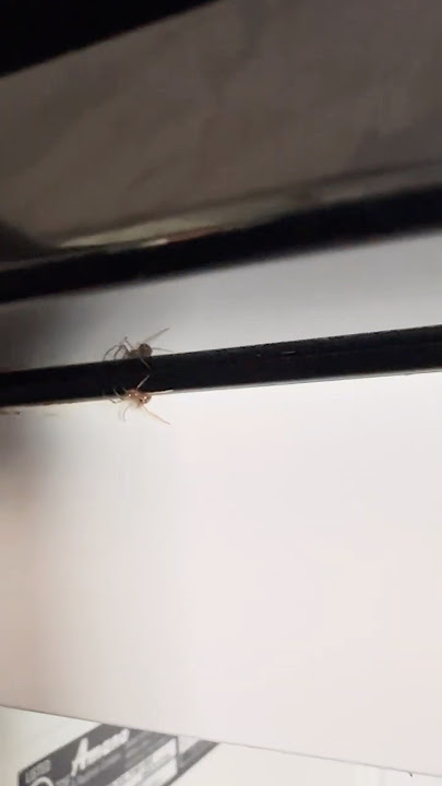 I Tried To Become Spider-Man IRL