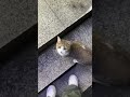 POV: You Meet The Cutest Street Cat 🥺 #cats #cute #pets