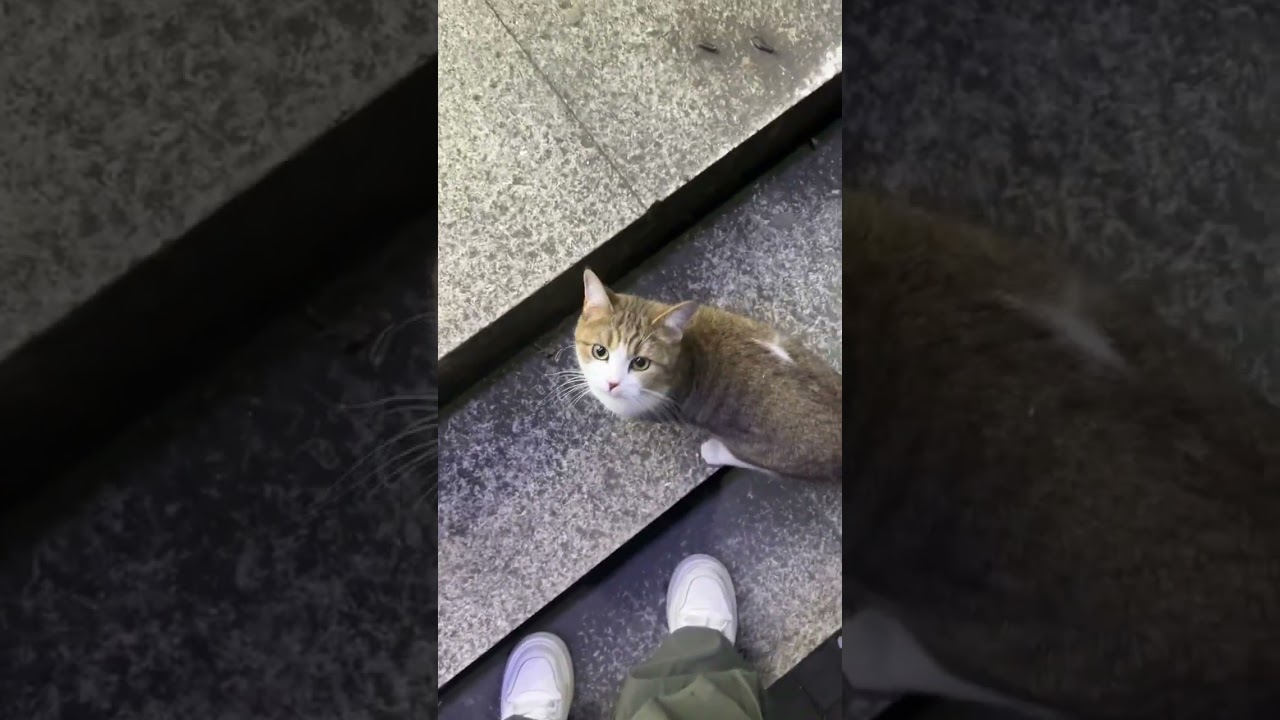 POV: You Meet The Cutest Street Cat 🥺 #cats #cute #pets