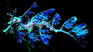 10 Most Beautiful Seahorses In The World screenshot 4