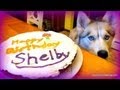 BIRTHDAY CAKE for the Dog Homemade How to Dog Birthday Cake Recipe | Snacks with the Snow Dogs 20