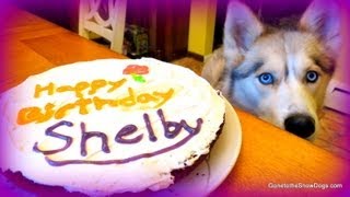 Birthday Cake For The Dog Homemade How To Dog Birthday Cake Recipe Snacks With The Snow Dogs 20