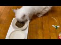 猫の餌を変えたら・・【ロイヤルカナンからニュートロ】