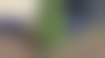 Dwarf Alberta Spruce Evergreen & Information