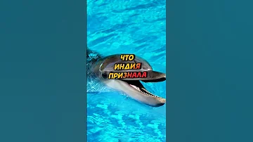 Где и почему запретили дельфинарии ? #shorts
