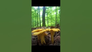 #5  -  mushroom guess