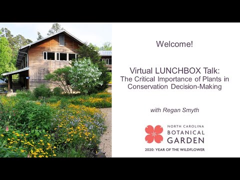 Video: Torenia Wishbone Flower: Informacione mbi Rritjen dhe Kujdesin e Bimëve Wishbone